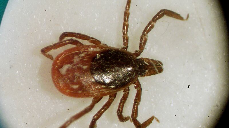 Archivo - Una garrapata de venado vista mediante un microscopio en el laboratorio de...