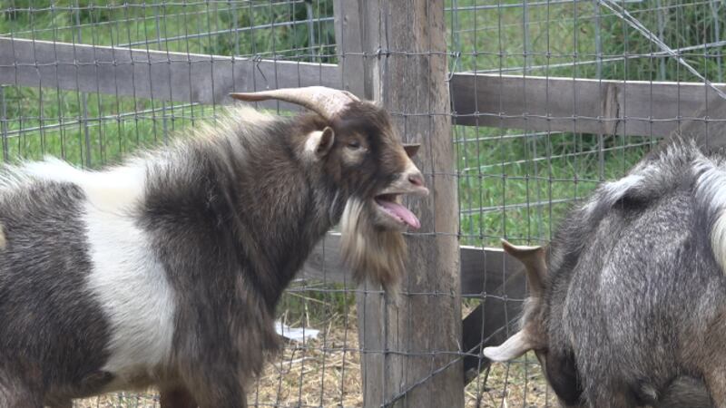 Un vecino reportó a la policía haber escuchado a una mujer gritando por ayuda, pero resulta...