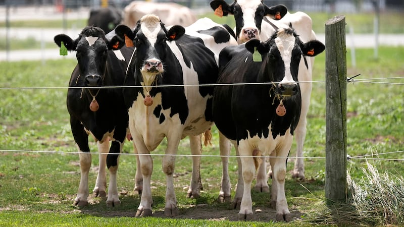 ARCHIVO - Vacas lecheras en un campo afuera de un establo de ordeño en la instalación del...