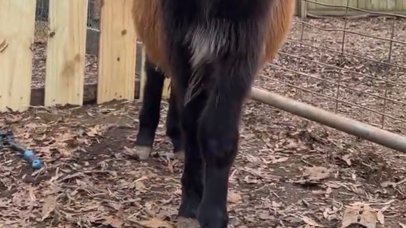 ‘He was my kid’; Owner of baby donkey killed by police mourns loss and demands justice