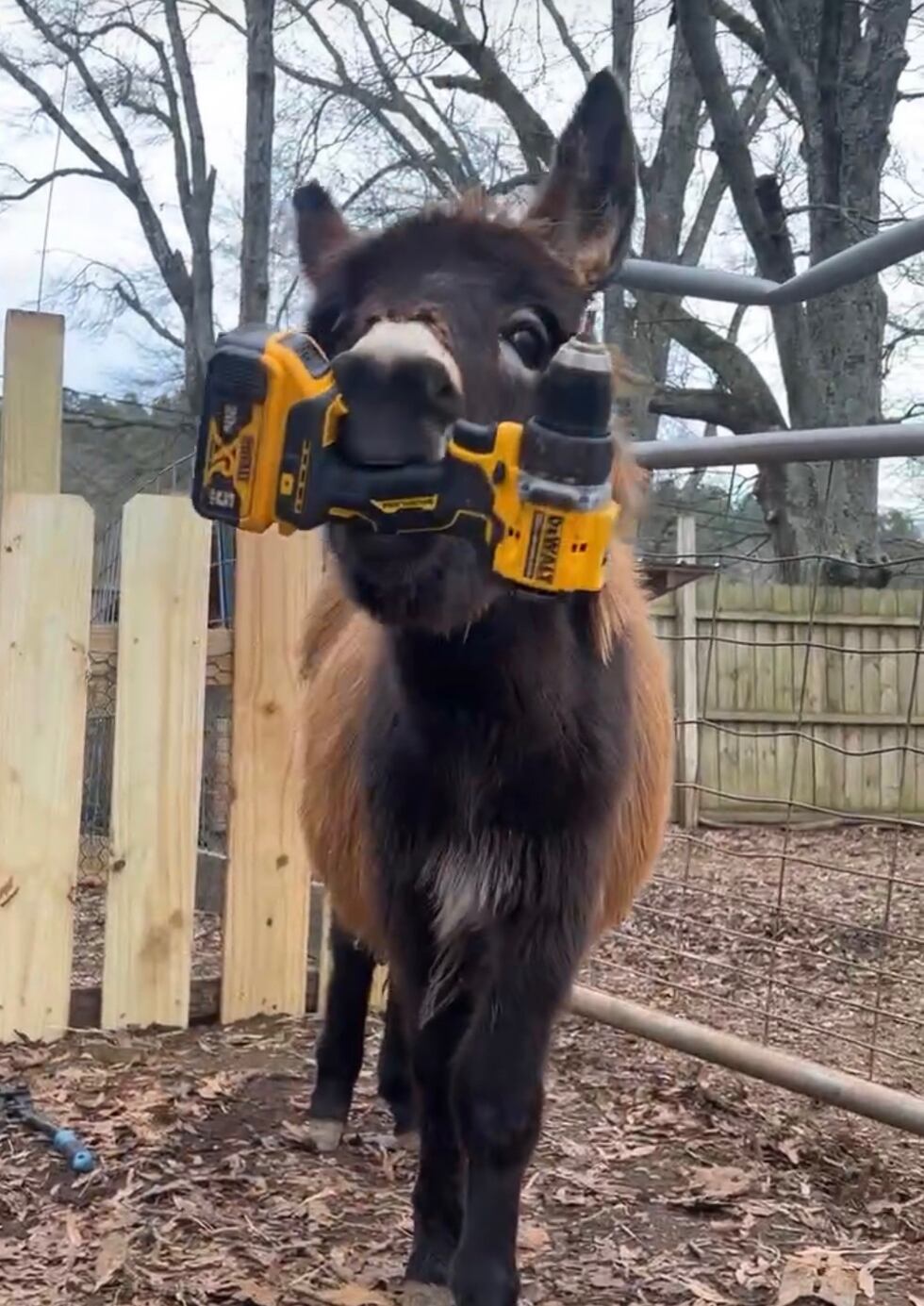 ‘He was my kid’; Owner of baby donkey killed by police mourns loss and demands justice